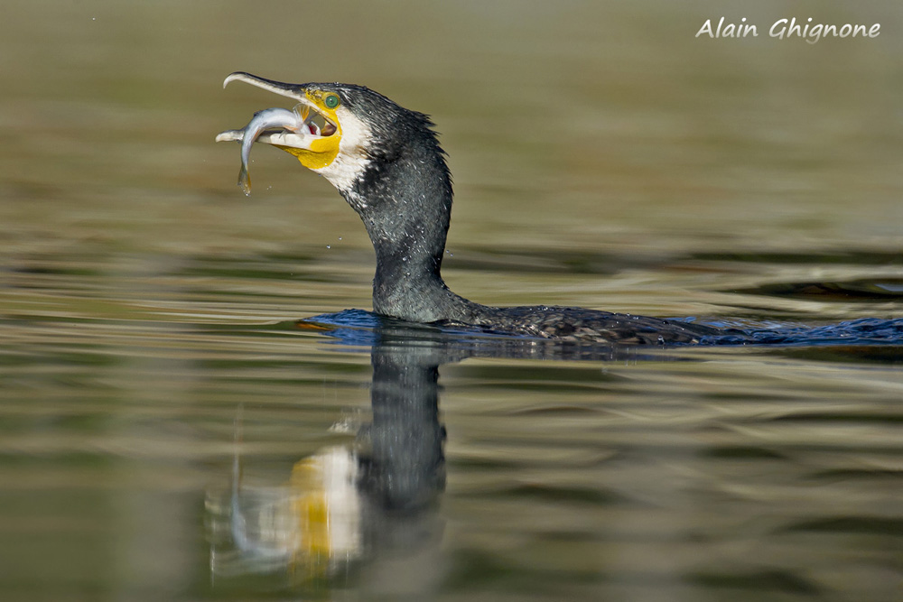 cormorani famelici